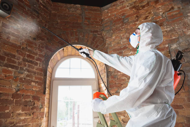 Reliable Minerva Park, OH Mold Removal & Remediation Solutions